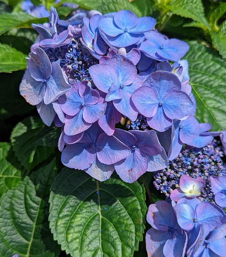 Hydrangea mac. Endless Summer® Pop Star® (Endless Summer® Pop Star® Bigleaf Hydrangea)