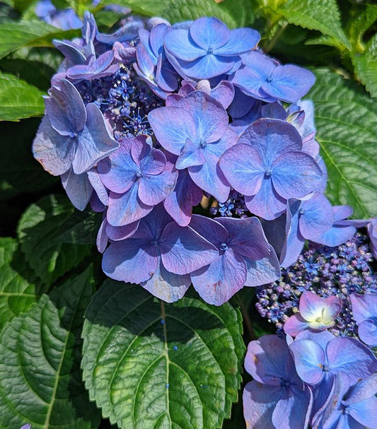 Hydrangea mac. Endless Summer® Pop Star® (Endless Summer® Pop Star® Bigleaf Hydrangea)