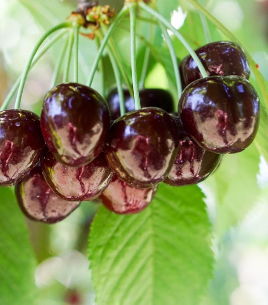 Prunus Sam (Sweet Cherry)