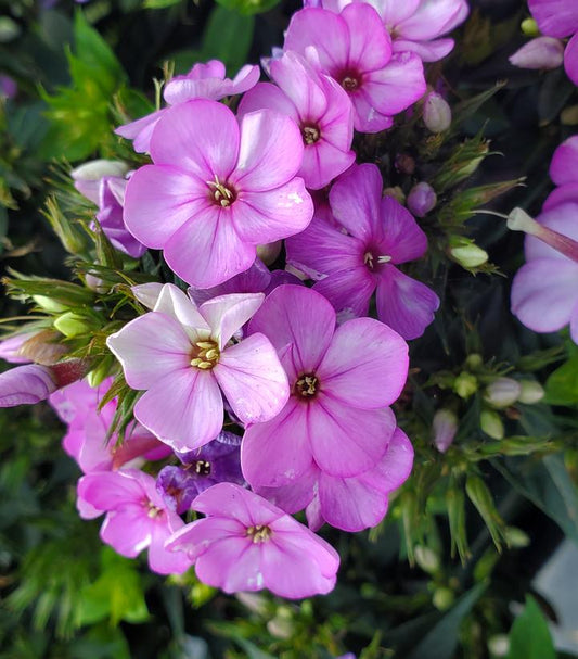 Phlox Volcano® Plum with White Eye (Garden Phlox)
