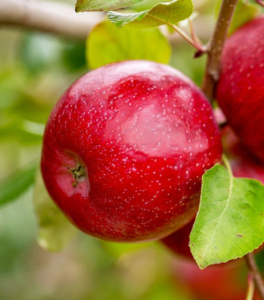 Malus domestica Triumph™; (Triumph™; Apple)