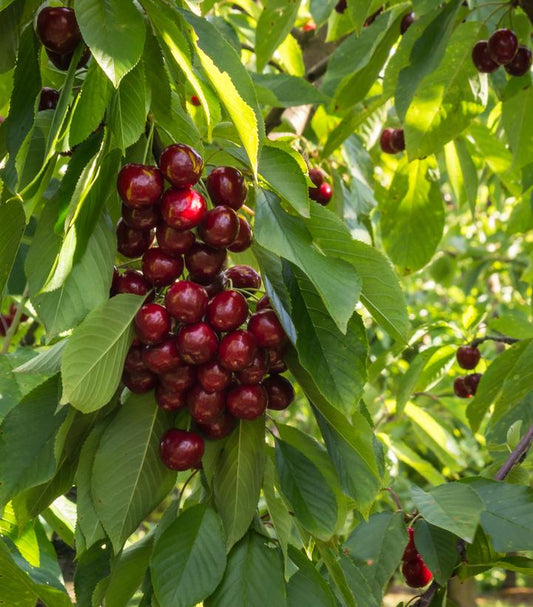 Prunus avium BlackGold™; (BlackGold™; Cherry)