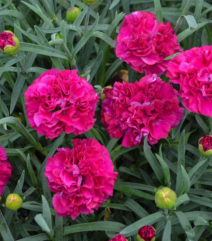 Dianthus Fruit Punch® 'Funky Fuchsia' (Fruit Punch® 'Funky Fuchsia' Pinks)
