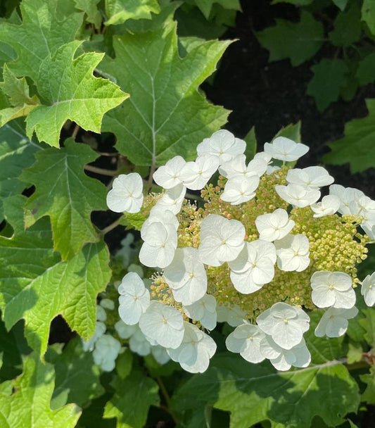 Hydrangea quercifolia Toy Soldier™; (Toy Soldier Oakleaf Hydrangea)