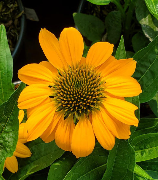 Echinacea Artisan™; Yellow Ombre (Artisan™; Yellow Ombre Coneflower)