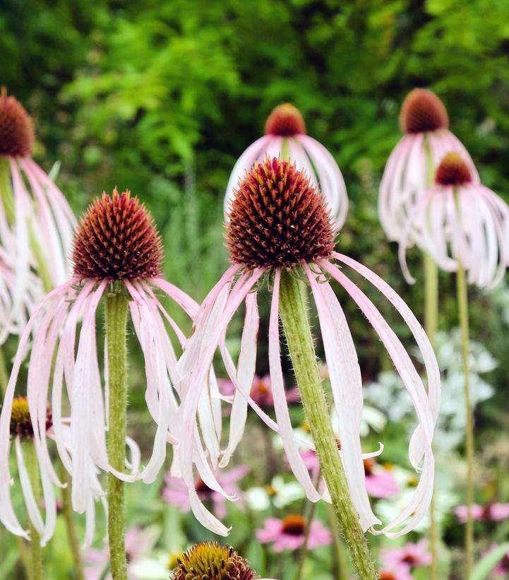 Echinacea pallida (Pale Purple Coneflower)