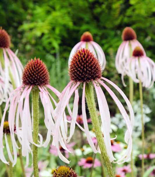 Echinacea pallida (Pale Purple Coneflower)