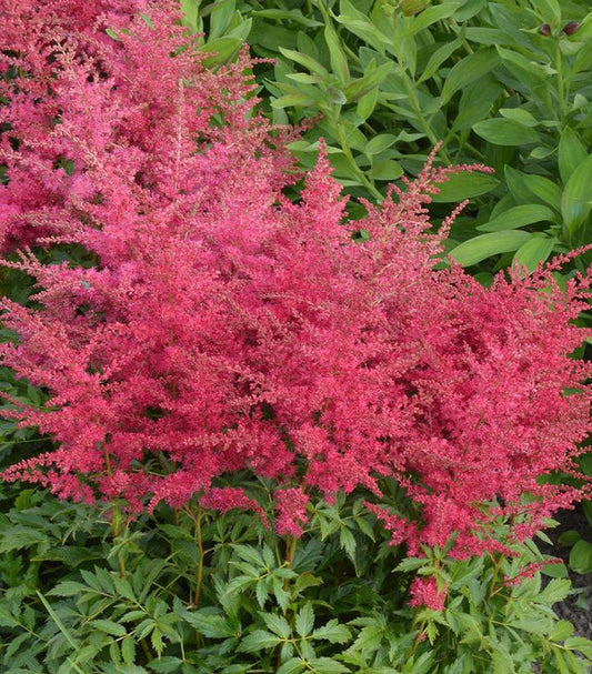 Astilbe x Younique; Ruby Red (Younique; Ruby Red Astilbe)