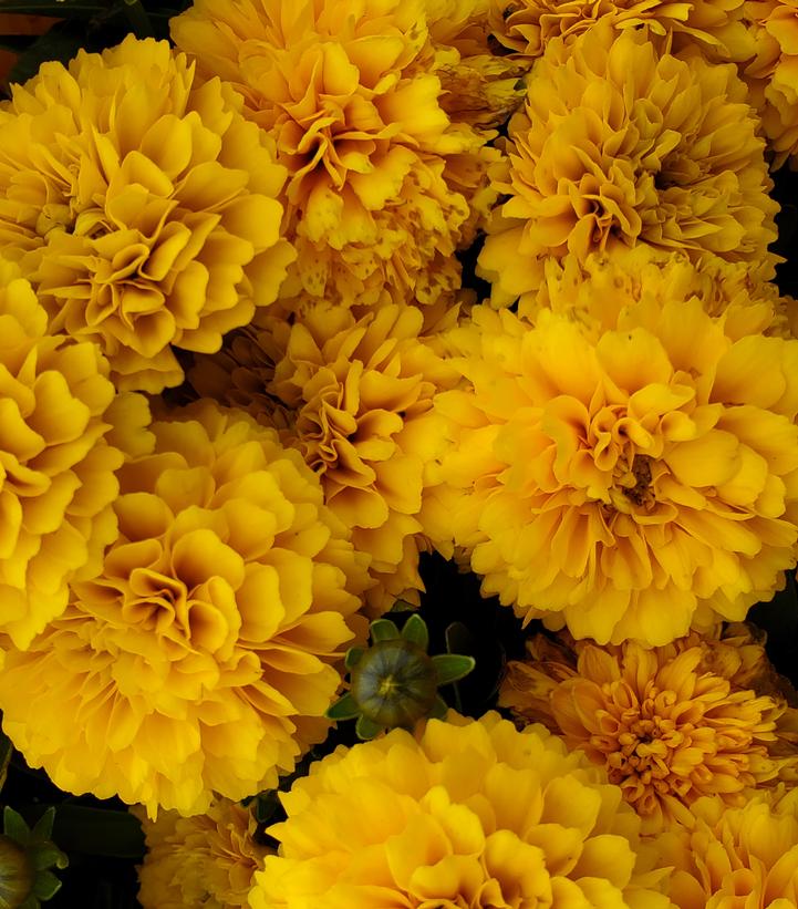 Coreopsis Solanna™; Golden Sphere (Solanna™; Golden Sphere Tickseed)