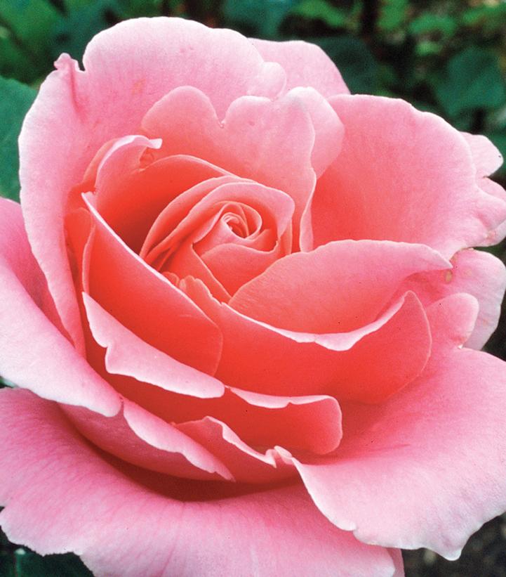Rosa 'Bewitched' (Bewitched Hybrid Tea Rose)