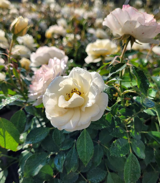 Rosa Buttercream Drift® (Buttercream Drift® Rose)
