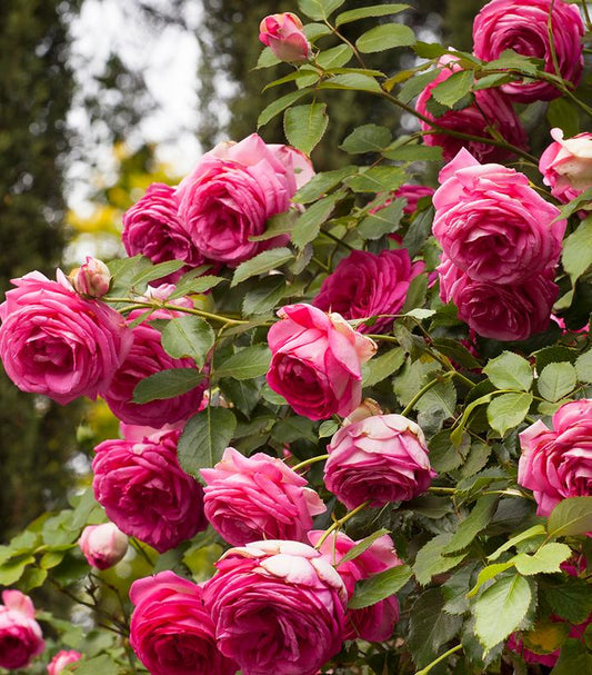 Rosa Eden Climber™; Pretty in Pink (Pretty in Pink Eden Climber™; Rose)
