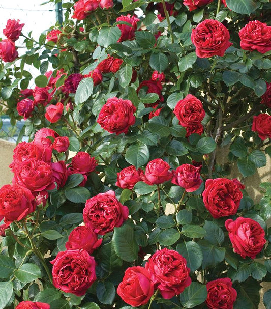 Rosa Eden Climber™; Red (Red Eden Climber™; Rose)