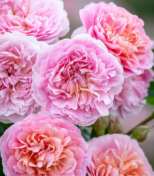 Rosa Eustacia Vye (David Austin® Rose)