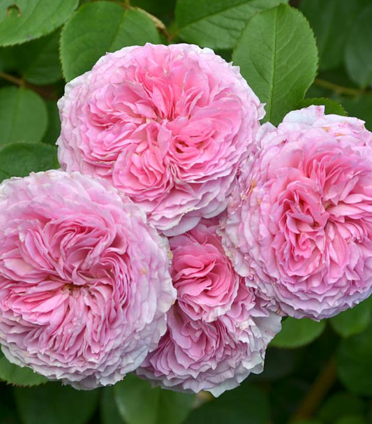 Rosa James Galway™; (James Galway English Climbing Rose)