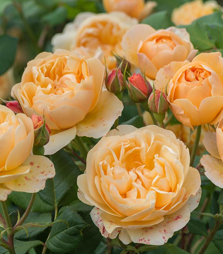 Rosa Roald Dahl (Roald Dahl David Austin® Rose)