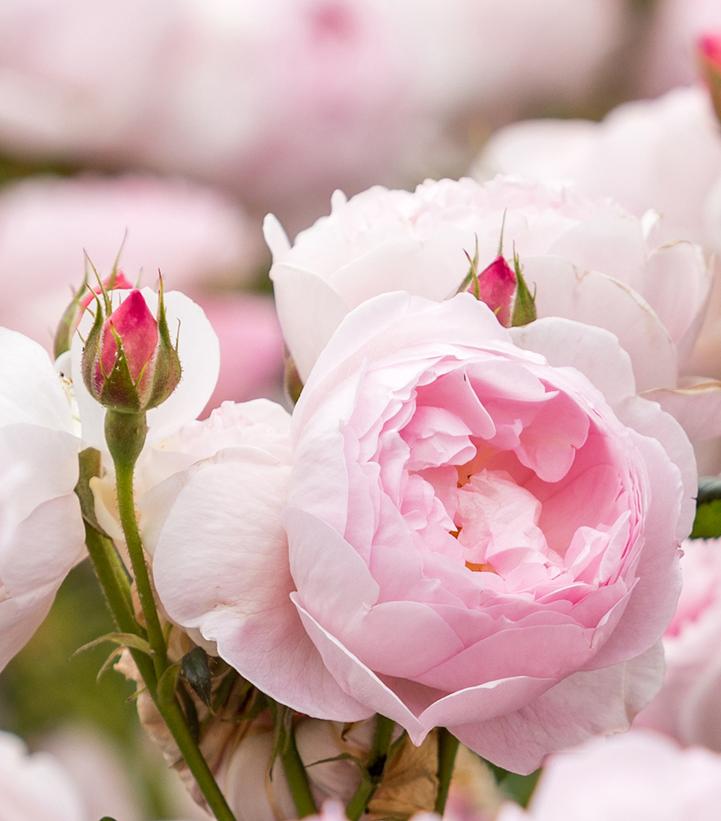 Rosa Scepter'd Isle (Scepter'd Isle David Austin® Rose)