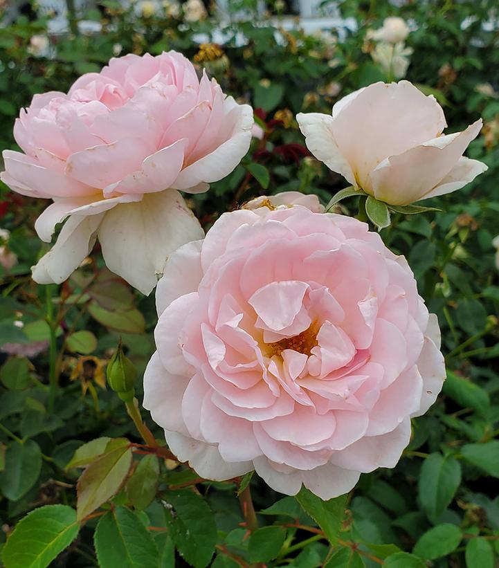 Rosa Silas Marner® (Silas Marner® David Austin® Rose)