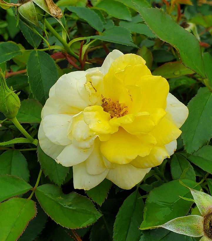 Rosa Easy Elegance® Yellow Brick Road (Yellow Brick Road Easy Elegance® Rose)