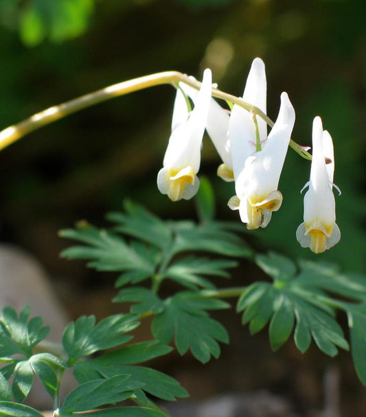 Dicentra cucuallaria