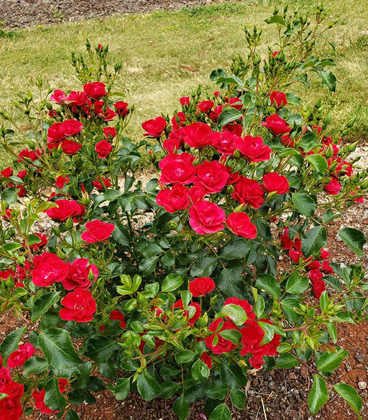 Rosa Flower Carpet® Mini Cherry (Mini Cherry Flower Carpet® Rose)