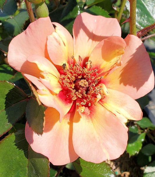 Rosa Flower Carpet® Peach (Flower Carpet® Peach Rose)