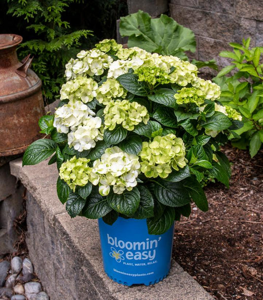 Hydrangea mac. Grin and Tonic™; (Grin and Tonic™; Hydrangea)