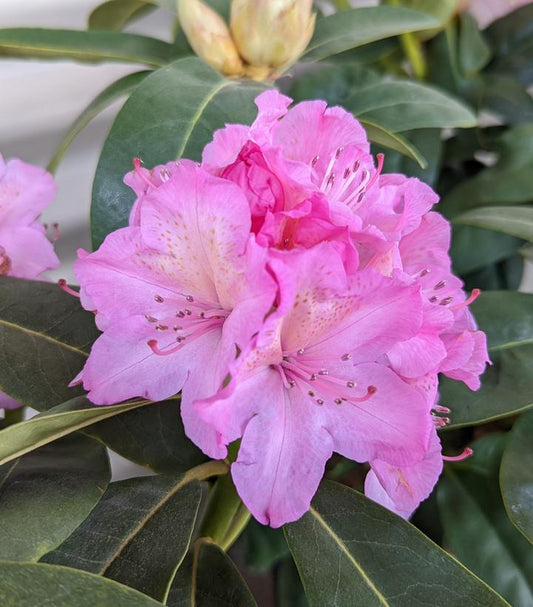 Rhododendron Holden's™; Fuchsia (Holden's Fuchsia Rhododendron)