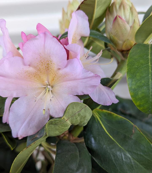 Rhododendron Holden's™; Peach (Holden's Peach Rhododendron)