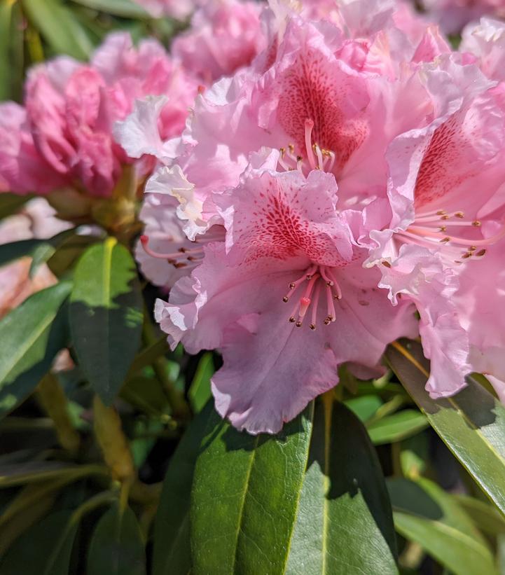 Rhododendron Holden's™; Pink Flare (Holden's Pink Flare Rhododendron)