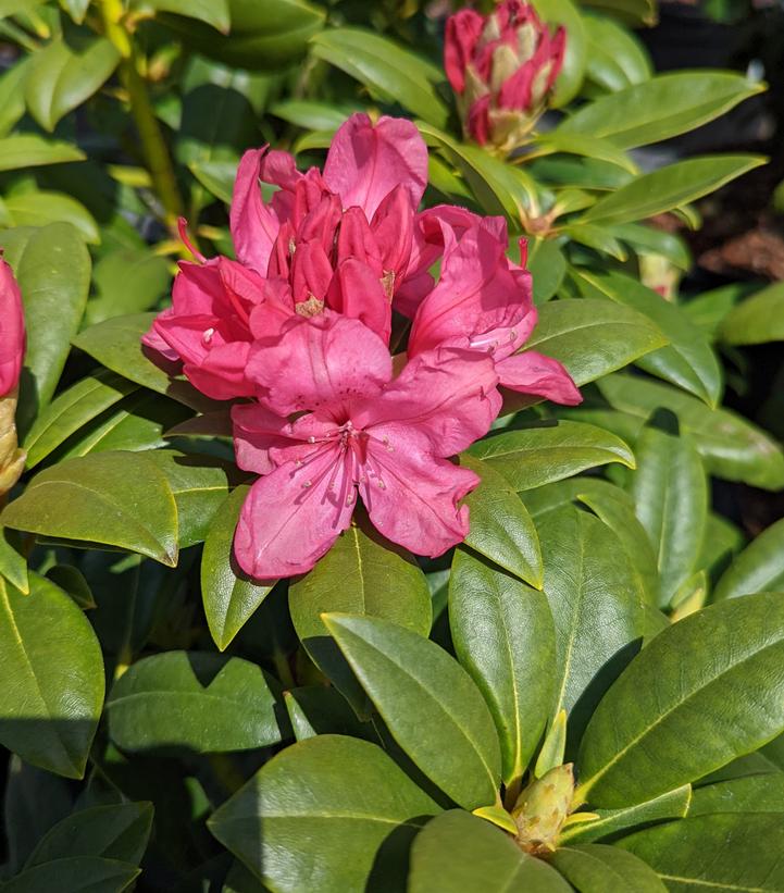 Rhododendron Holden's™; Pink (Holden's Pink Rhododendron)