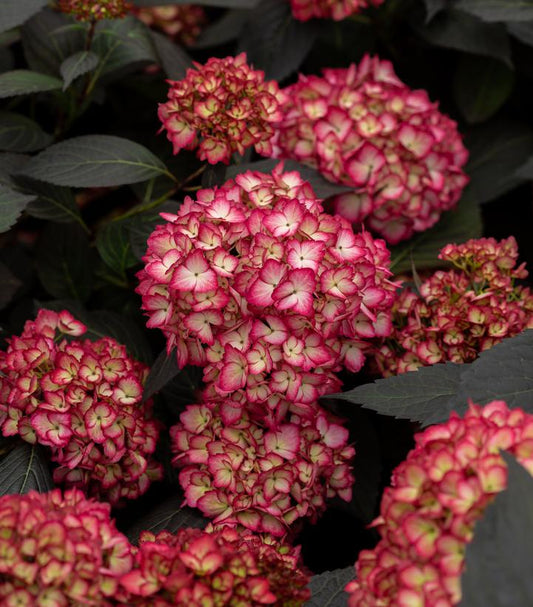 Hydrangea mac. Eclipse® (Eclipse Hydrangea mac.)