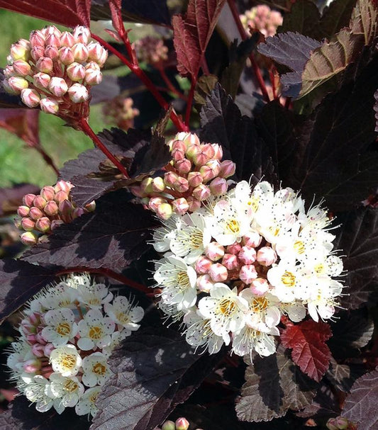 Physocarpus opu. Chroma Chameleon™; (Chroma Chameleon™; Common Ninebark)