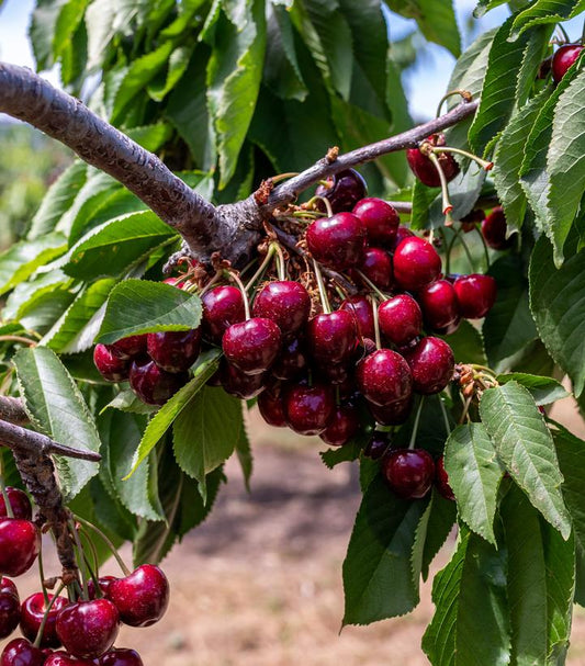 Prunus BlackPearl® (BlackPearl® Sweet Cherry Tree)