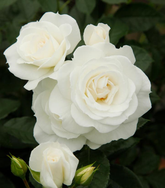Rosa Veranda® White (Veranda® White Floribunda Rose)
