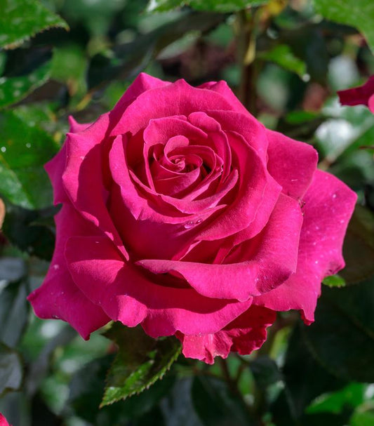 Rosa Stiletto™; (Stiletto™; Hybrid Tea Rose)