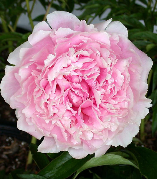 Paeonia Sarah Bernhardt (Sarah Bernhardy Peony)