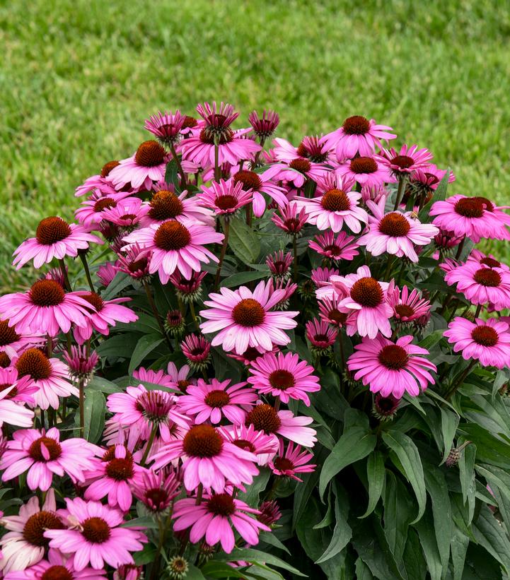 Echinacea hybrid Color Coded® 'The Fuchsia is Bright' (Color Coded The Fuchsia is Bright Coneflower)