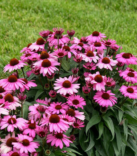 Echinacea hybrid Color Coded® 'The Fuchsia is Bright' (Color Coded The Fuchsia is Bright Coneflower)