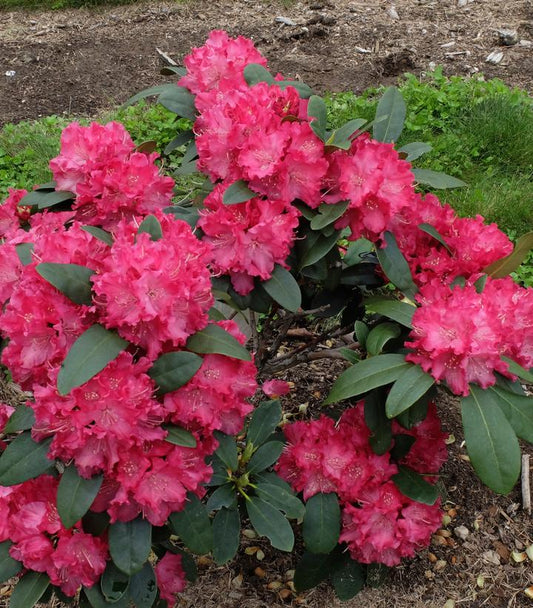 Rhododendron Holden's™; Red (Holden's Red Rhododendron)