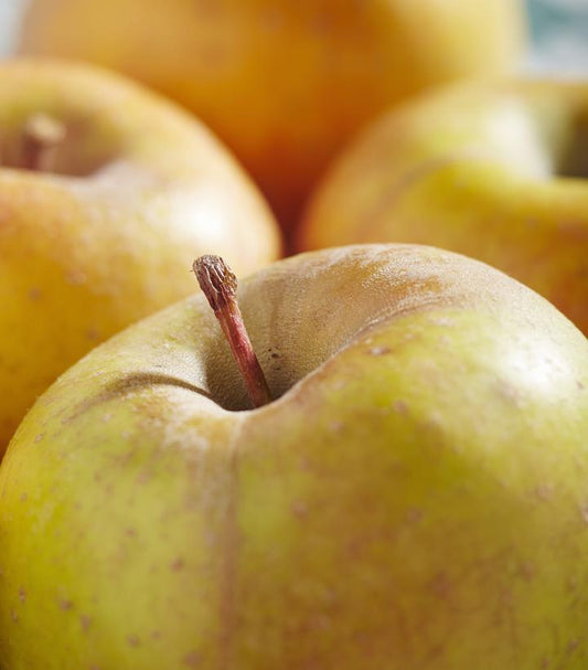 Malus domestica Goldrush (Goldrush Apple Tree)