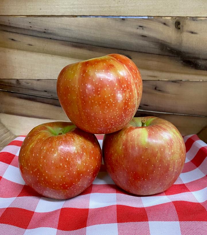 Malus domestica JonaStar® (Jonastar Apple)