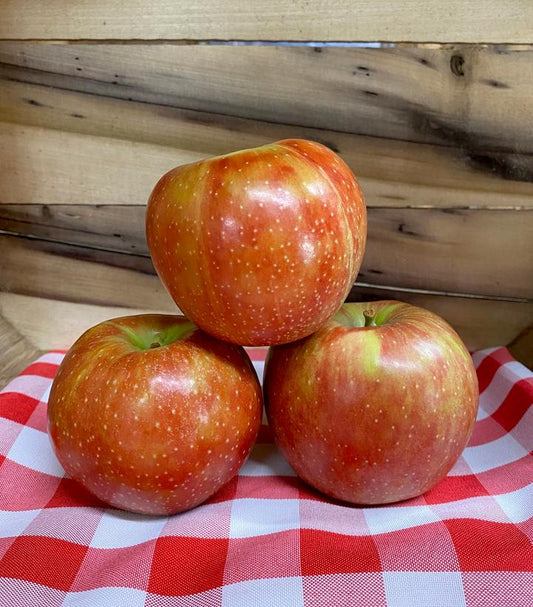 Malus domestica JonaStar® (Jonastar Apple)