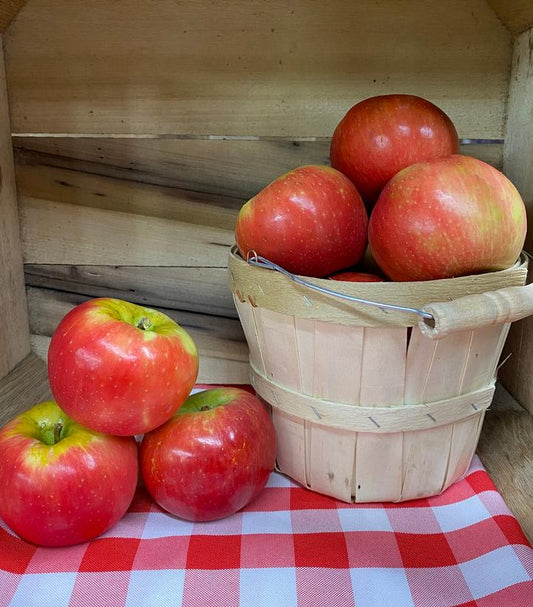 Malus domestica Honeycrisp 'Royal Red' (Royal Red Honeycrisp Apple Tree)