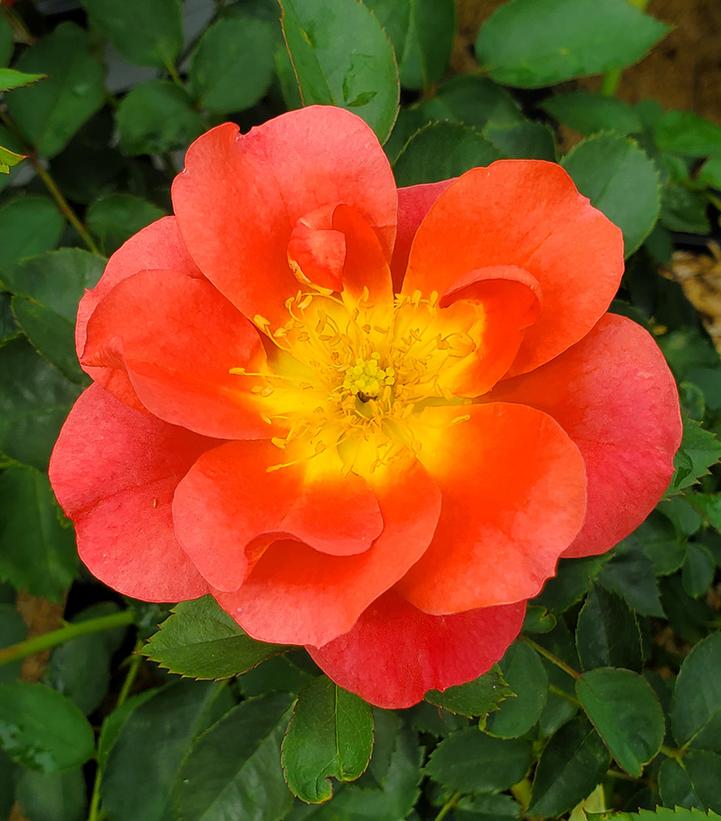 Rosa x Rise Up Emberays™; (Emberays Climbing Rose)