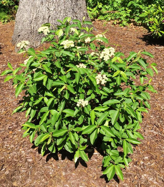 Viburnum cassinoides NativeStar® Raisinette (NativeStar® Raisinette Virburnum)