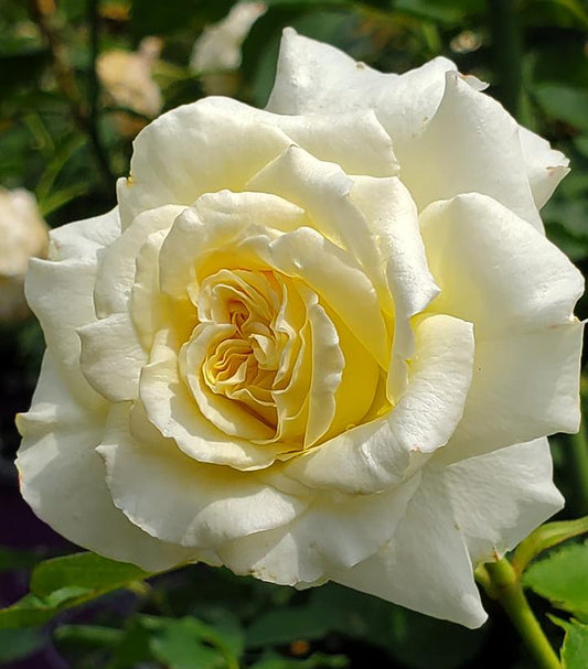 Rosa The Finest™; (The Finest™; Hybrid Tea Rose)