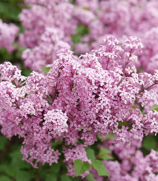 Syringa x pubescens Bloomerang® Purpink (Bloomerang Purpink Reblooming Lilac)