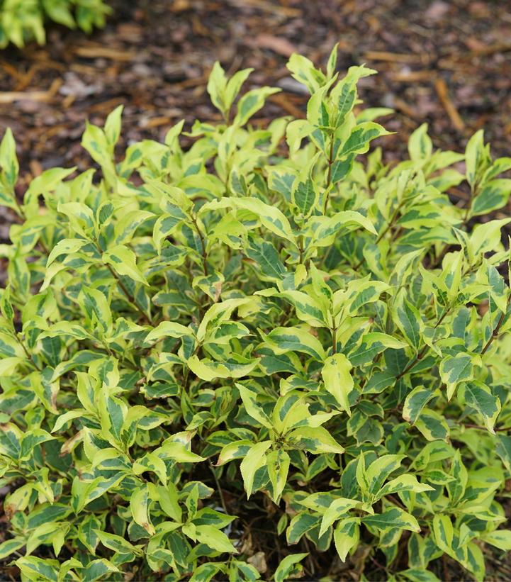 Weigela florida Bubbly Wine™; (Bubbly Wine weigela)