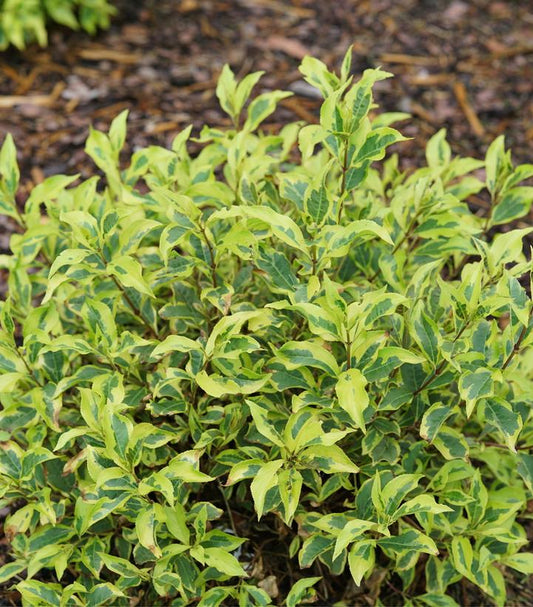 Weigela florida Bubbly Wine™; (Bubbly Wine weigela)